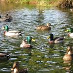 Granville Island Duck Pond photo # 10