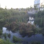 Olympic Village Duck Pond photo # 17