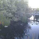 Olympic Village Duck Pond photo # 12